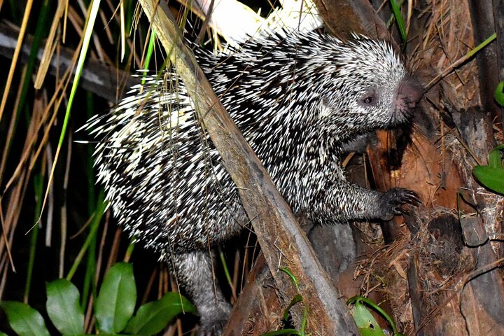 3-Day Yacuma Pampas Wildlife Tour from Rurrenabaque at Eco Lodge