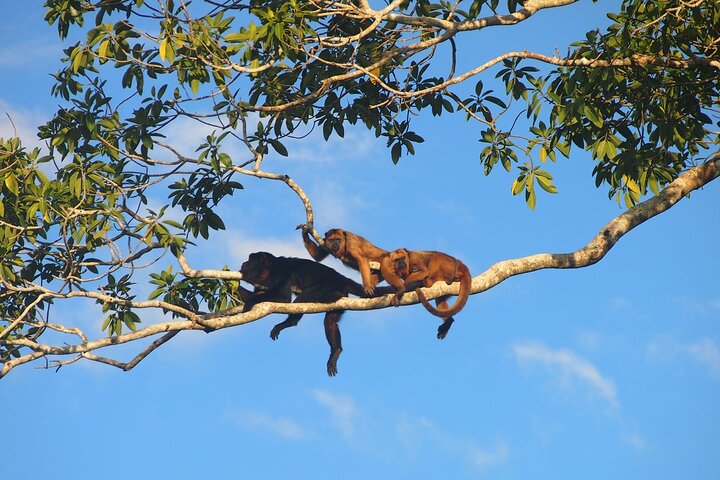 3-Day Yacuma Pampas Wildlife Tour from Rurrenabaque at Eco Lodge