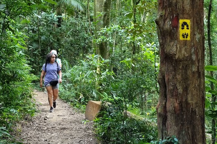 Explore the Best of Tijuca Forest – Hike to Peaks, Caves & Falls