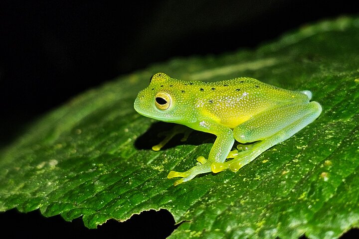La Fortuna Night Walk at Arenal Volcano
