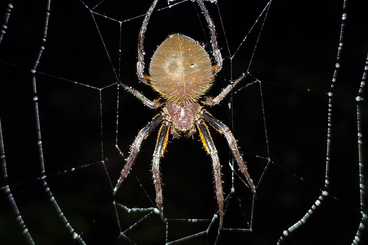 La Fortuna Night Walk at Arenal Volcano