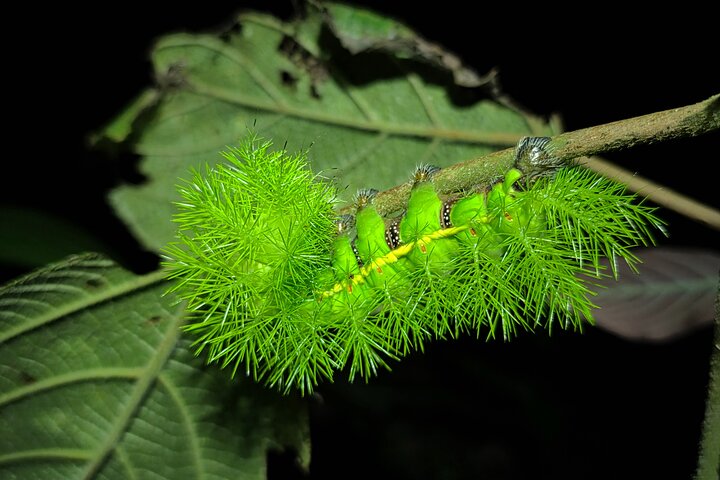 La Fortuna Night Walk at Arenal Volcano
