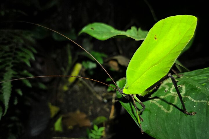 La Fortuna Night Walk at Arenal Volcano