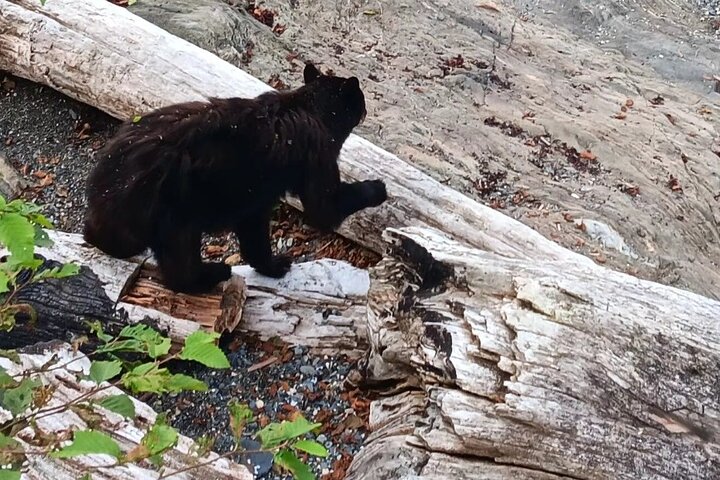 Ketchikan All In One