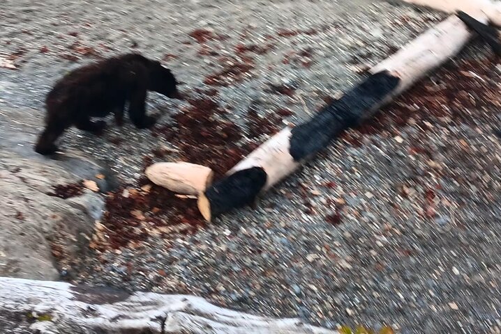 Ketchikan All In One