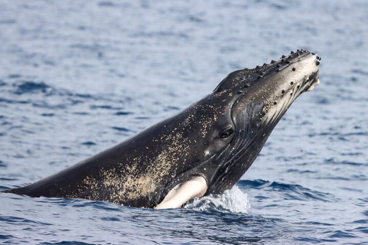 Isla de la Plata: Wildlife Trails & Snorkeling at Machalilla Park