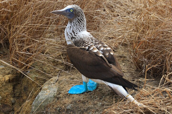 Isla de la Plata: Wildlife Trails & Snorkeling at Machalilla Park