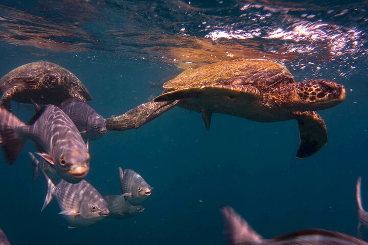 Isla de la Plata: Wildlife Trails & Snorkeling at Machalilla Park