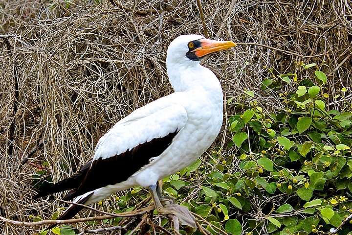 Isla de la Plata: Wildlife Trails & Snorkeling at Machalilla Park