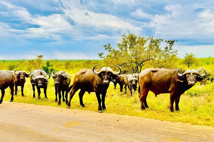 Kruger National Park Morning Safari Experience (Minimum 2 Peope)