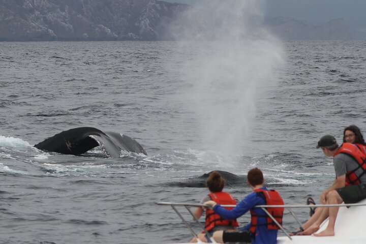 Whales Sea Lions and Snorkeling Experience from Puerto López