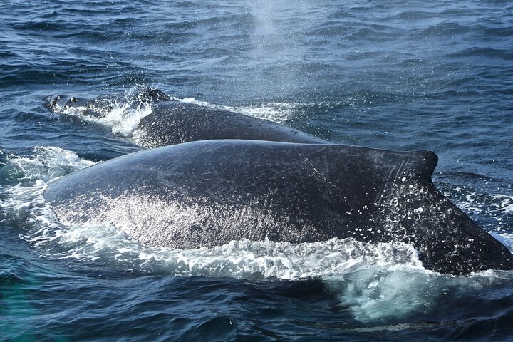 Whales Sea Lions and Snorkeling Experience from Puerto López