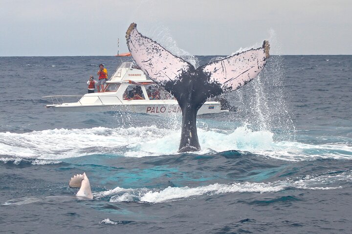Whales Sea Lions and Snorkeling Experience from Puerto López