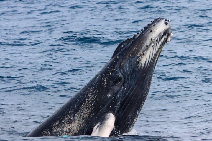 Whales Sea Lions and Snorkeling Experience from Puerto López
