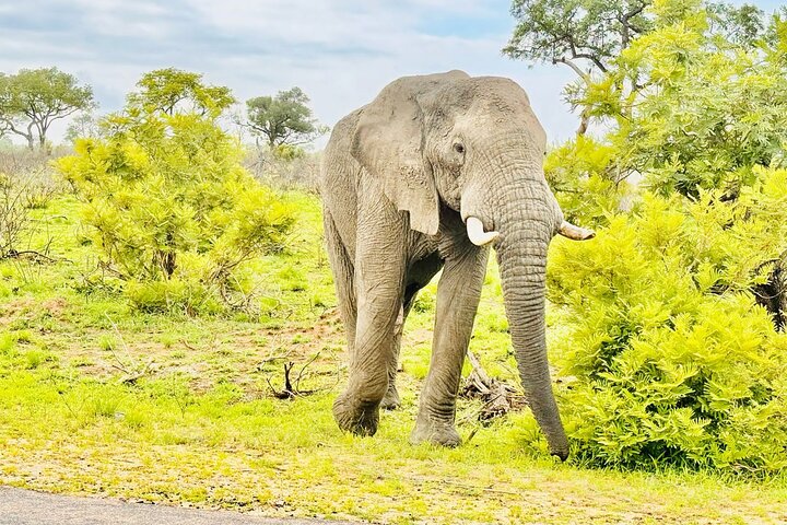 Kruger National Park Morning Safari Experience (Minimum 2 Peope)