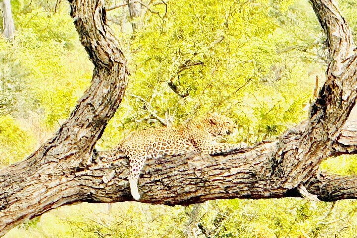 Kruger National Park Morning Safari Experience (Minimum 2 Peope)