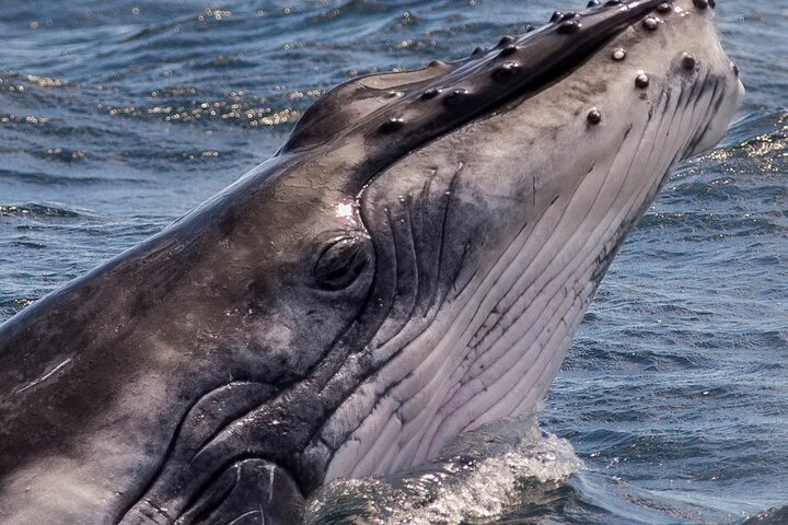 Early Morning Whale Tour: Mother & Calf in Puerto López