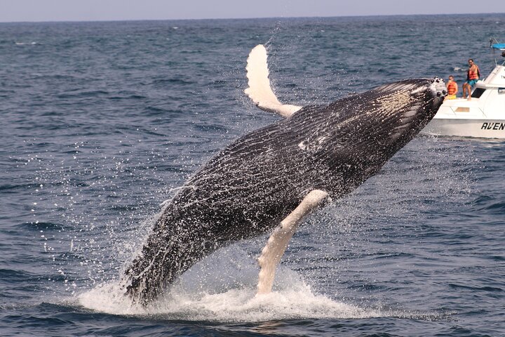 Early Morning Whale Tour: Mother & Calf in Puerto López