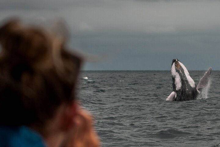 Early Morning Whale Tour: Mother & Calf in Puerto López