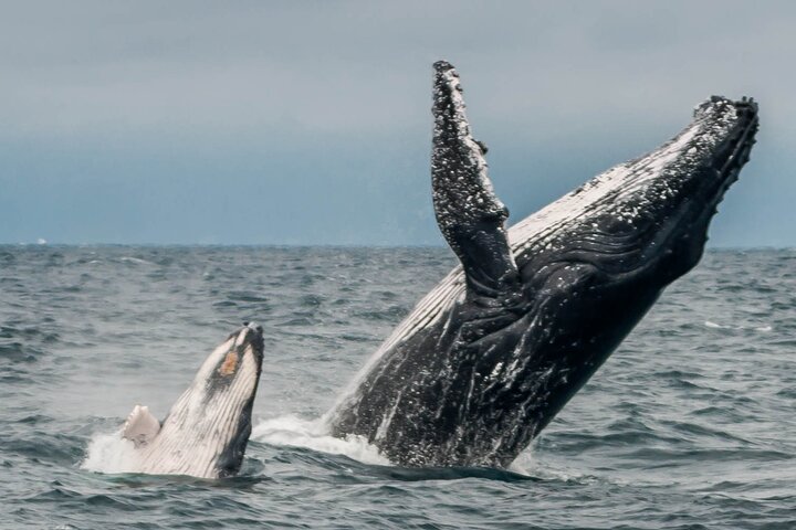 Early Morning Whale Tour: Mother & Calf in Puerto López