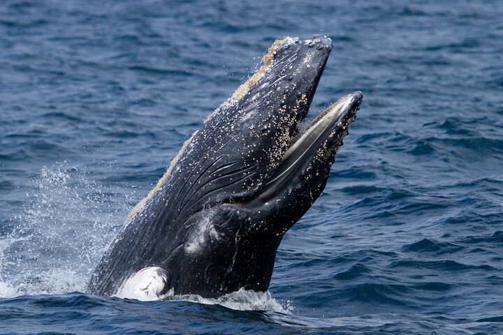 Early Morning Whale Tour: Mother & Calf in Puerto López
