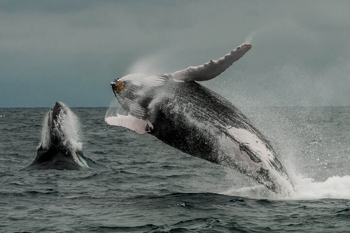 Early Morning Whale Tour: Mother & Calf in Puerto López