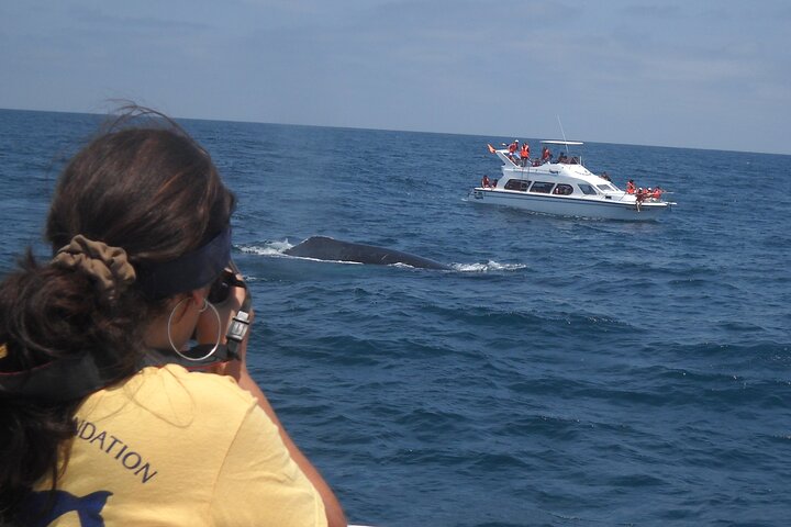 Early Morning Whale Tour: Mother & Calf in Puerto López