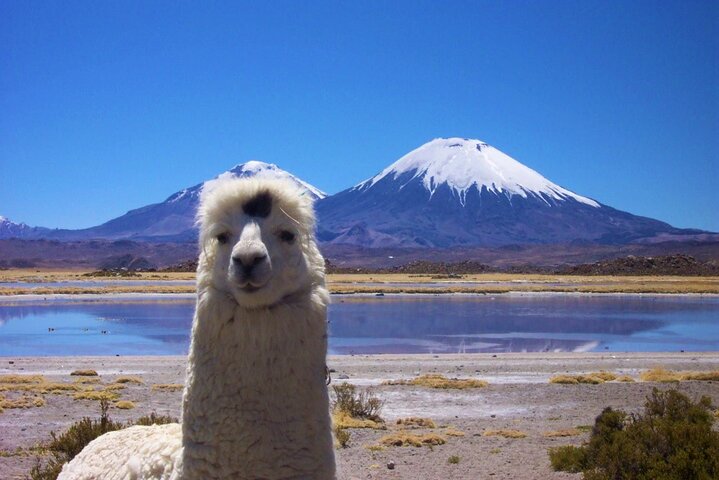 Chungará Lake & Lauca Park Tour from Arica with Lunch