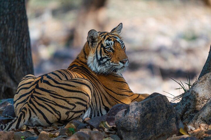 Ranthambore - Sharing Tiger Safari In Canter Or Gypsy Vehicle
