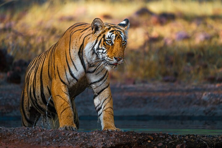Ranthambore - Sharing Tiger Safari In Canter Or Gypsy Vehicle