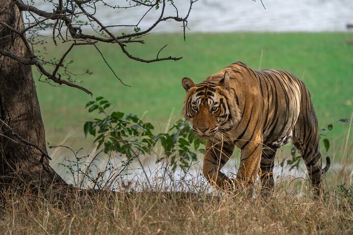 Ranthambore - Sharing Tiger Safari In Canter Or Gypsy Vehicle