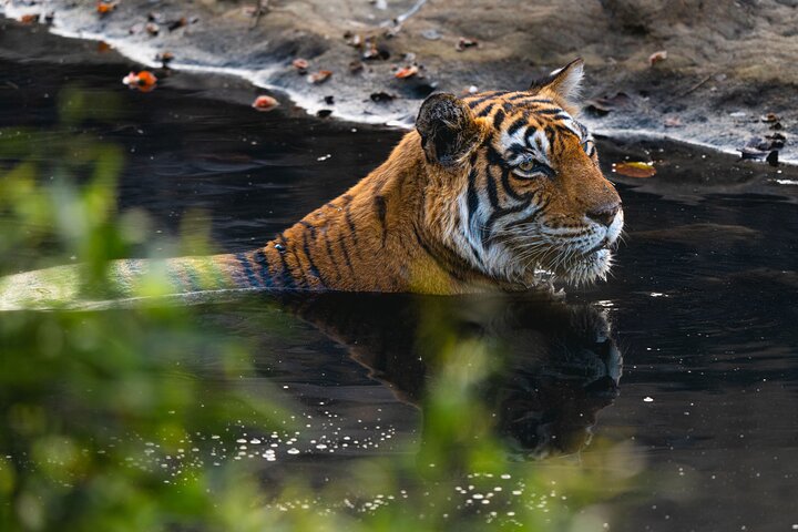 Ranthambore - Sharing Tiger Safari In Canter Or Gypsy Vehicle