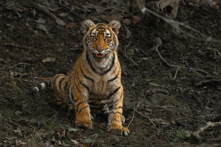 Ranthambore - Sharing Tiger Safari In Canter Or Gypsy Vehicle