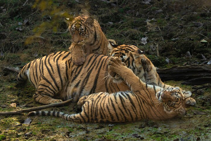 Ranthambore - Sharing Tiger Safari In Canter Or Gypsy Vehicle