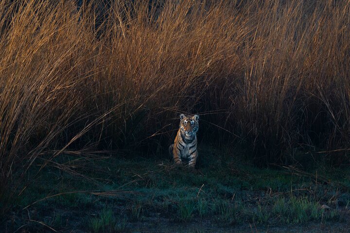 Ranthambore - Sharing Tiger Safari In Canter Or Gypsy Vehicle