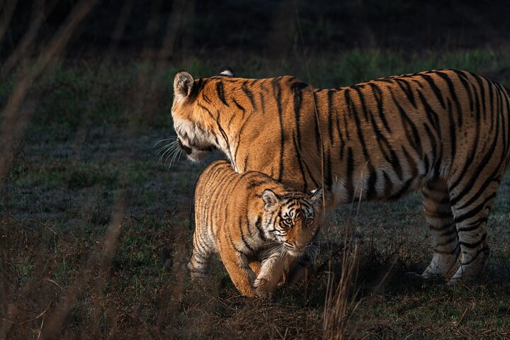 Ranthambore - Sharing Tiger Safari In Canter Or Gypsy Vehicle