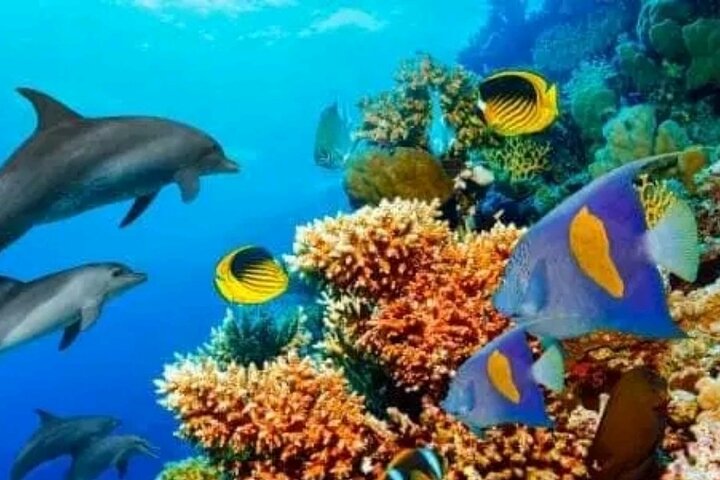 Mnemba Island Dolphins Watching and Snorkeling