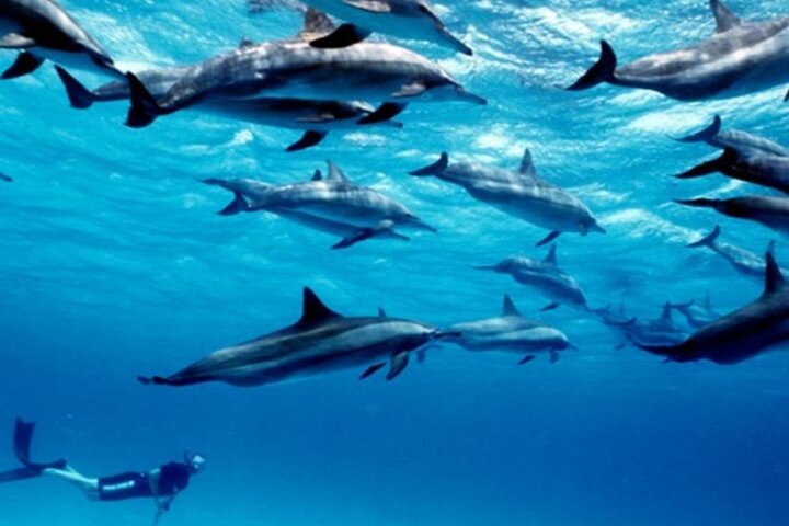 Mnemba Island Dolphins Watching and Snorkeling