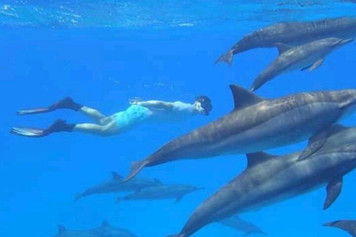 Mnemba Island Dolphins Watching and Snorkeling