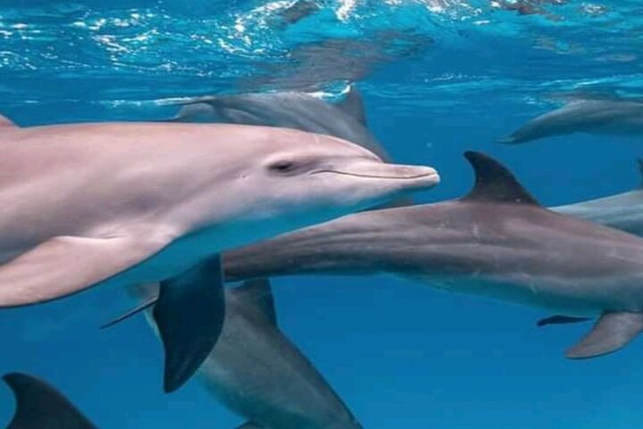 Mnemba Island Dolphins Watching and Snorkeling