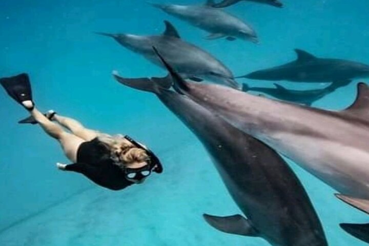 Mnemba Island Dolphins Watching and Snorkeling