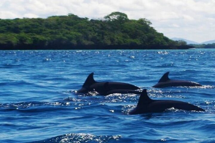 Mnemba Island Dolphins Watching and Snorkeling