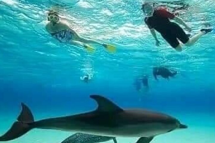 Mnemba Island Dolphins Watching and Snorkeling