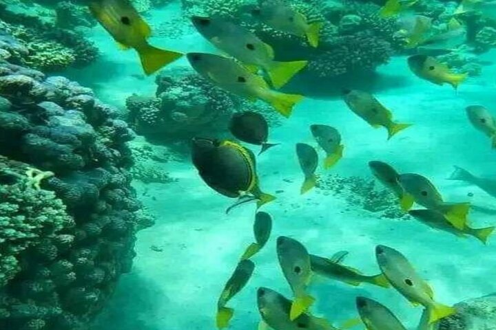 Mnemba Island Dolphins Watching and Snorkeling