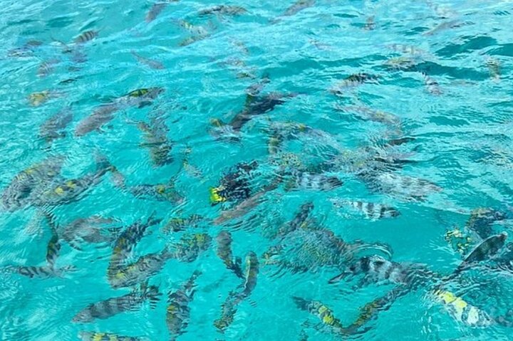 Mnemba Island Dolphins Watching and Snorkeling