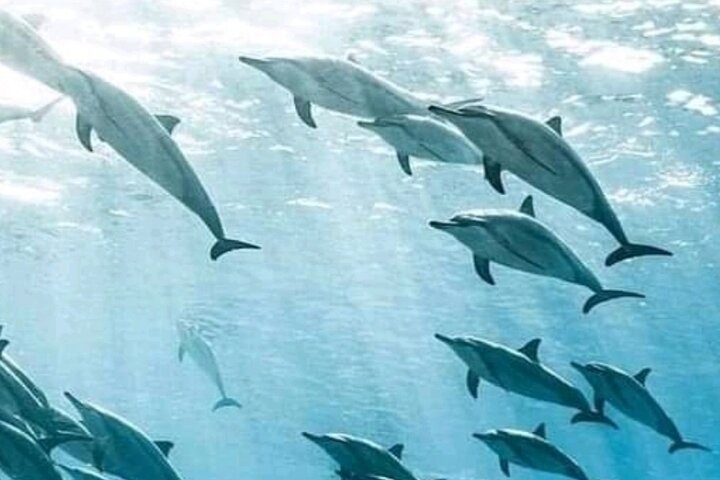 Mnemba Island Dolphins Watching and Snorkeling