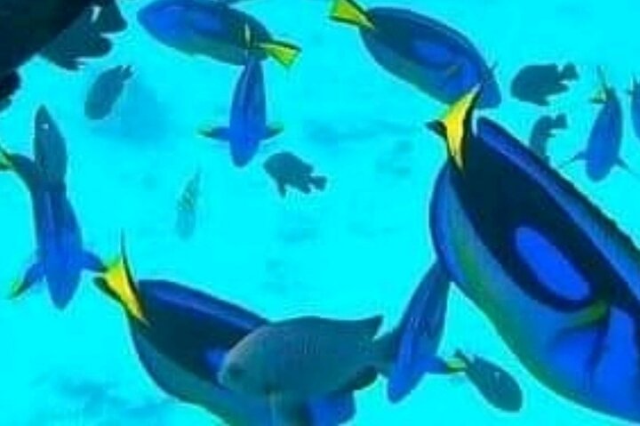 Mnemba Island Dolphins Watching and Snorkeling