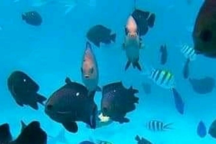 Mnemba Island Dolphins Watching and Snorkeling