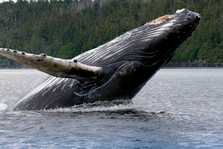 Alaska Wildlife Safari and Sightseeing Tour