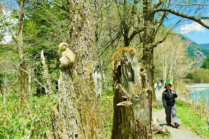 Kamikochi & Matsumoto Castle: A Perfect Nature & Heritage Day